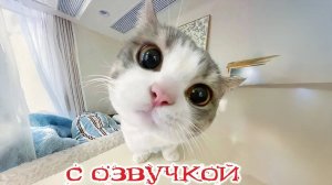 Приколы с котами! Смешные коты! С ОЗВУЧКОЙ! УГАРНЫЕ! Самые смешные животные!