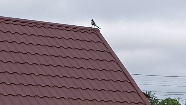 Сорока. #птицы#природа смотреть онлайн