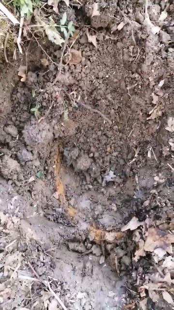 копаем по тихой #зароботок #железо #коп #металл #чермет смотреть онлайн