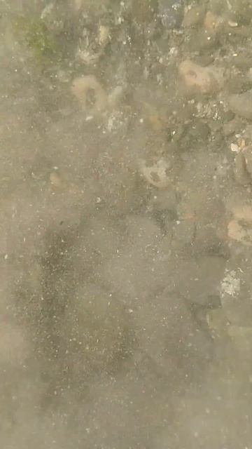 Подводный поиск с Minelab Excalibur 2. Монету такого цвета я ещ? смотреть онлайн