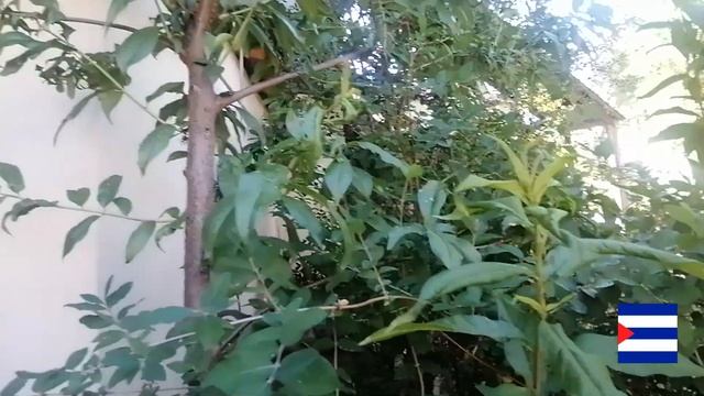 наш огород под окном