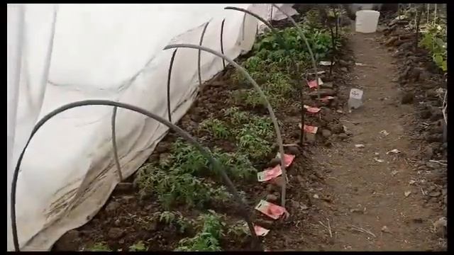 4 мая. Продолжение! Поссорилась с мужем. Огородные рабо смотреть онлайн