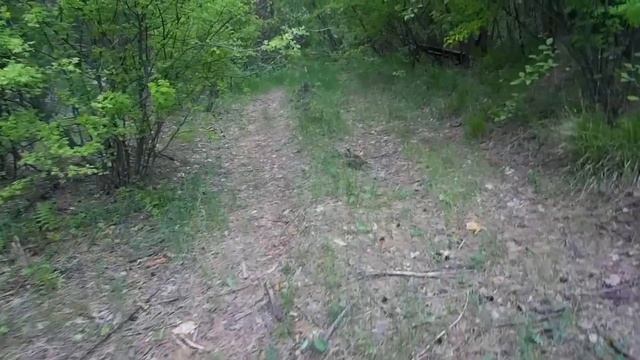 Прогулка по лесу. г.Бийск. Экшн камера sjcam sj4000 смотреть онлайн