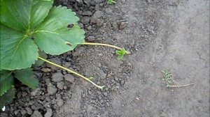 Удаляю усы клубники