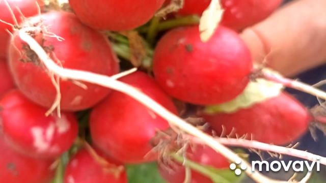 МОЙ ПРОФИ РЕДИС!!!