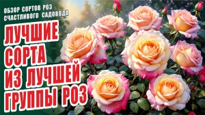 ЛУЧШИЕ СОРТА ИЗ ЛУЧШЕЙ ГРУППЫ РОЗ. РОЗЫ. ОБЗОР СОРТОВ РОЗ. ФЛОРИБУНДЫ. РОЗЫ В САДУ. ЛУЧШИЕ РОЗЫ