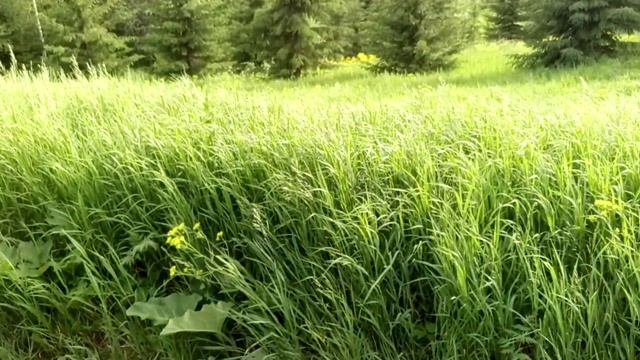 Косим мотоблоком с роторной косилкой Заря участок в д? смотреть онлайн