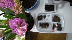 Как разбудить и посадить клубни бегоний после зимы?