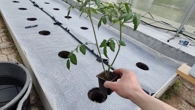 Любопытный огород 8 и 3/4 (2024).