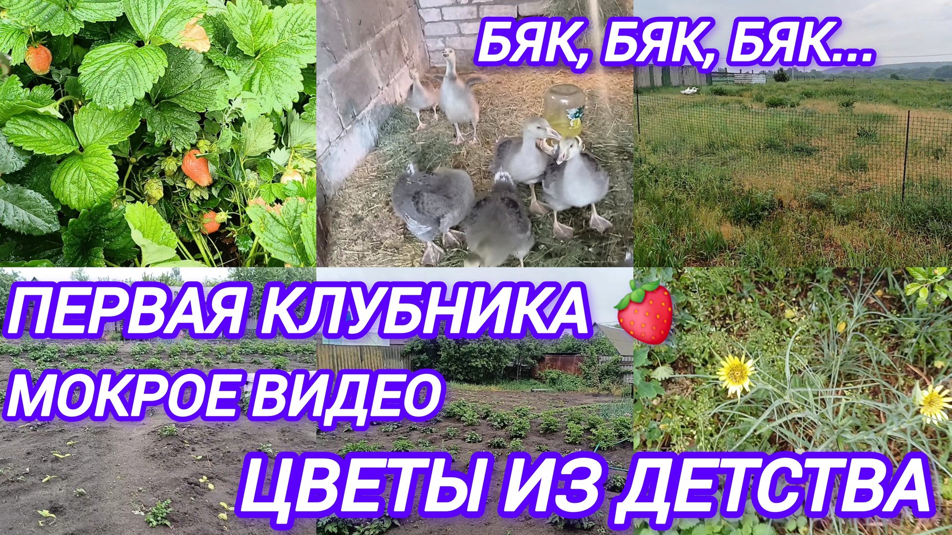 ДОЖДЛИВЫЙ ДЕНЬ. ВЕРИФИКАЦИЯ ОДОБРЕНА✅️ОТКУДА ВЗЯЛОСЬ ЭТО ЧУДО смотреть онлайн