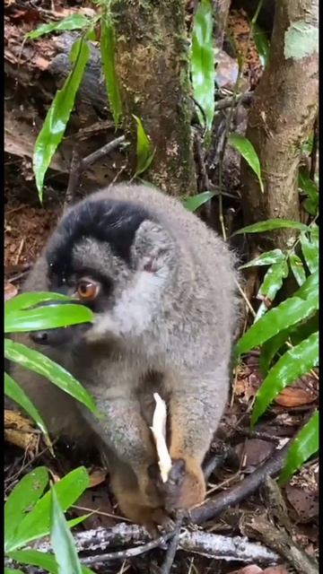 Дикий Мадагаскар. Бурый лемур смотреть онлайн