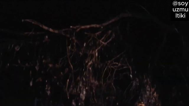 Финист сарлочин  Финист Ясный сокол 1975 Uzbek Tilida #сказка #