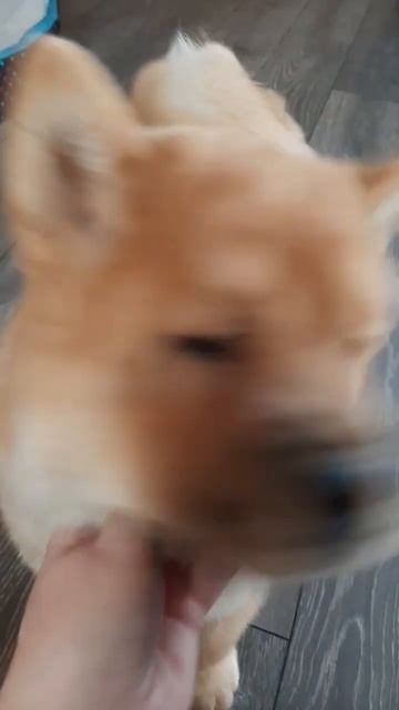 Хочу на лестницу, там еда Кити смотреть онлайн