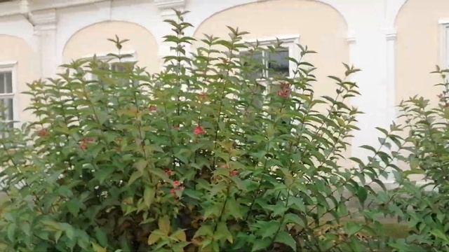 Парадный двор Большого Меньшиковского дворца. Дворцо?