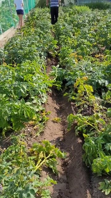 Окучник плуг усиленный Pole1 смотреть онлайн