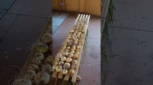 Сушилка для лука. Лавочка и сушилка.