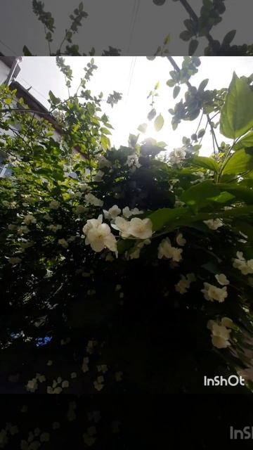 Прекрасные цветы..mp4 смотреть онлайн