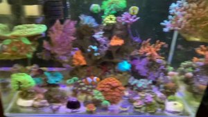 Низкий KH в морском аквариуме