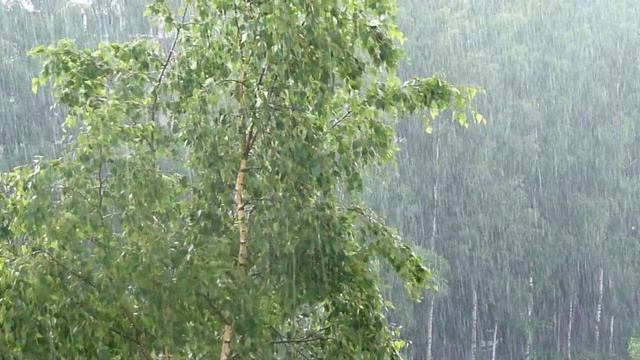 Одна стоит плакучая(автор Павлова Ольга,стихи,муз.,монтаж, ЭТО ПЛАЧ, нам всем есть кого оплакивать смотреть онлайн