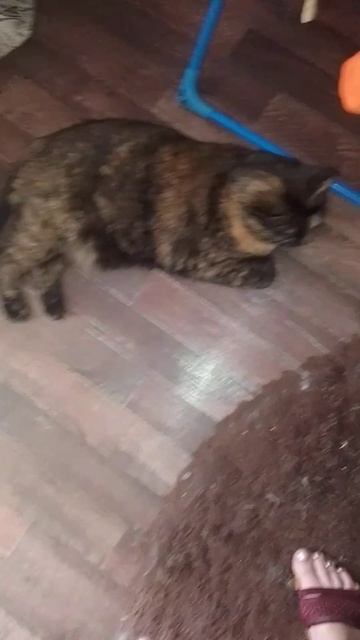 РАЗБУДИЛИ СЕМЕЙСТВО ЛОДЫРЕЙ! НИКАКОЙ ПОМОЩИ ОТ НИХ НЕТ..