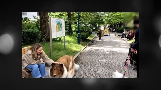 Человек собака из Японии | СТЕПЛЕР вырезанная часть смотреть онлайн