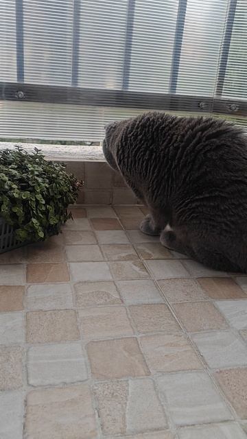 Шотландская вислоухая кошка Риана 04.06.2025.