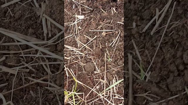 Коп на урочище с гаррет Ace 250! Много находок!