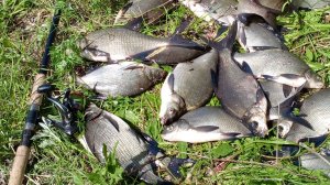 РЫБАЛКА НА ФИДЕР ЛОВЛЯ ЛЕЩА НА САЛО.