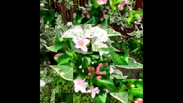 Очень люблю цветы и природу.mp4 смотреть онлайн