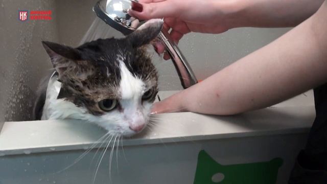 СЕКРЕТЫ ПРОФЕССИОНАЛЬНЫХ ГРУМЕРОВ | О важности обучен