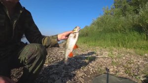 Рыбалка на реке Белая  фидер в августе