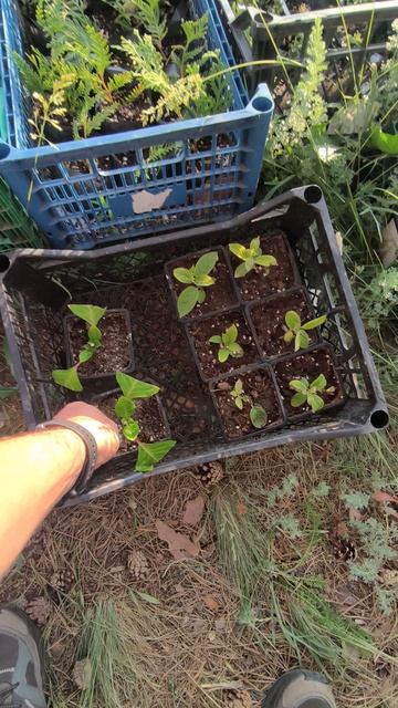 Метельчатые гортензии начали укореняться 🌿 смотреть онлайн