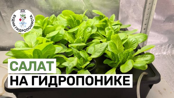 Салат на гидропонике