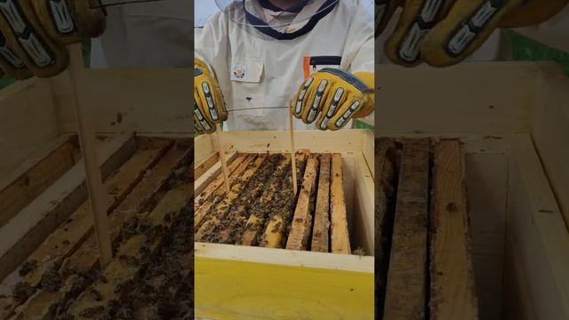 Пересадка пчел в новые ульи 🐝🐝🐝!