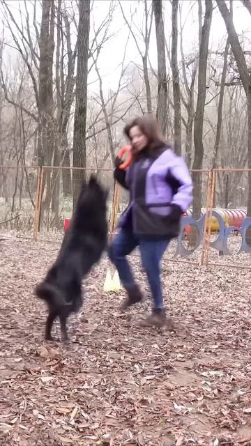 Почему собака не слушается на улице? Может быть, вы ей ? смотреть онлайн