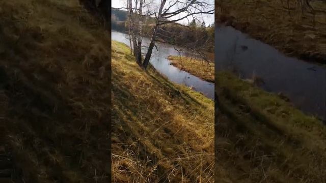 Пропала собака 🐶 🐕, по кличке Ветка 🌿 смотреть онлайн