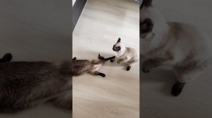 Котобой