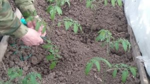 Как правильно подвязывать томаты (помидоры)