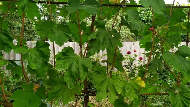 27 августа 2024 г. виноград Агромаркет Херсон 👍🍇🇺🇦