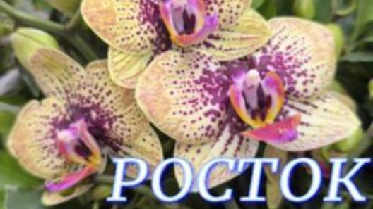№1085/ ОБЗОР орхидей в с/ц РОСТОК. Цветущие КАКТУСЫ низкой ЦЕНЕ смотреть онлайн