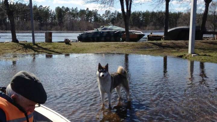 На моторке в разлив выходим по Тезе на  Клязьму.