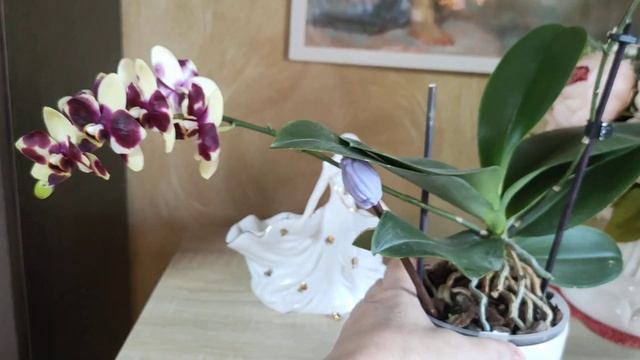 Орхидея фаленопсис Anthura Catania. Полный роспуск.