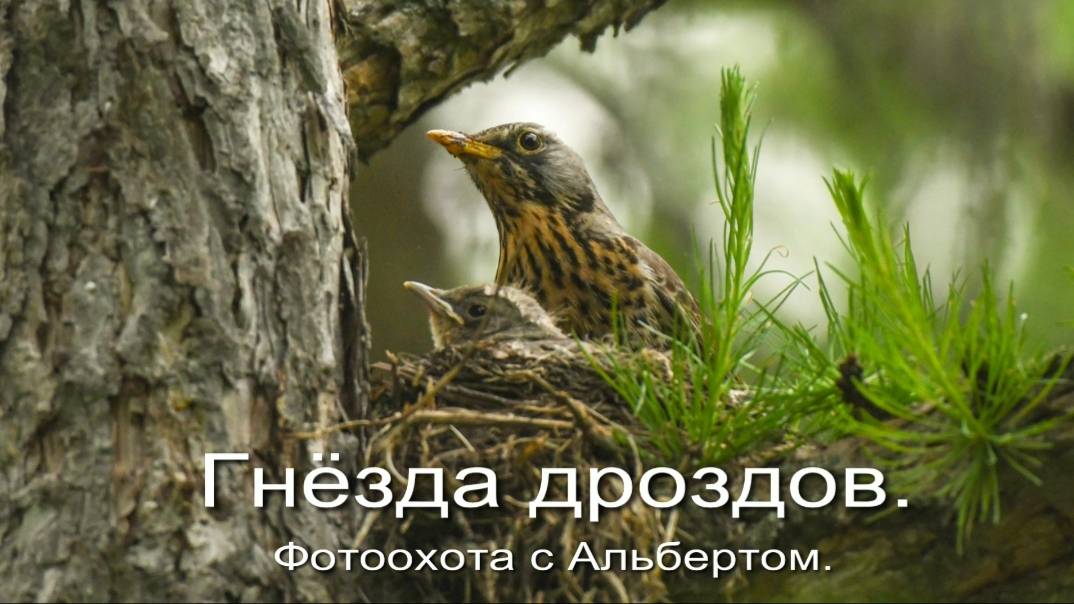 Фотоохота с Альбертом. Гнёзда дроздов.