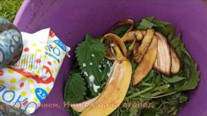 Кормлю томаты этим органическим удобрением! Помидоры сладкие и урожай зашкаливает