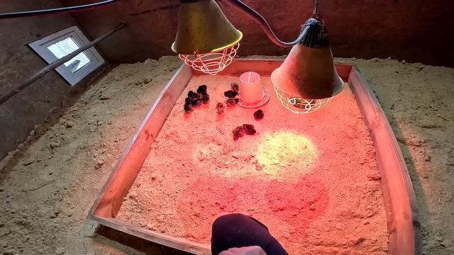 Очень много цыплят ! Инкубация ! ХУТОР В ЛЕСУ №698 смотреть онлайн