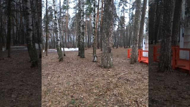 Белки прыгают по деревьям смотреть онлайн