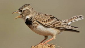 Степной жаворонок. Звуки и манеры (Melanocorypha calandra)