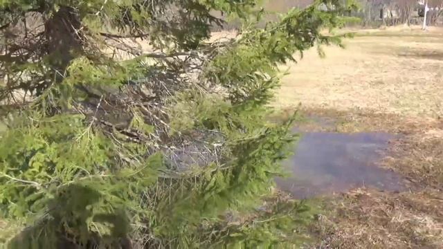 Иду на речку 22.апр.24г.