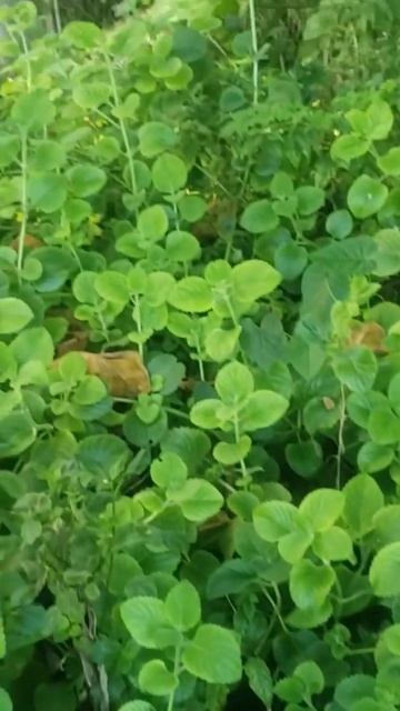 Mother of all herbs. Мексиканская мята смотреть онлайн