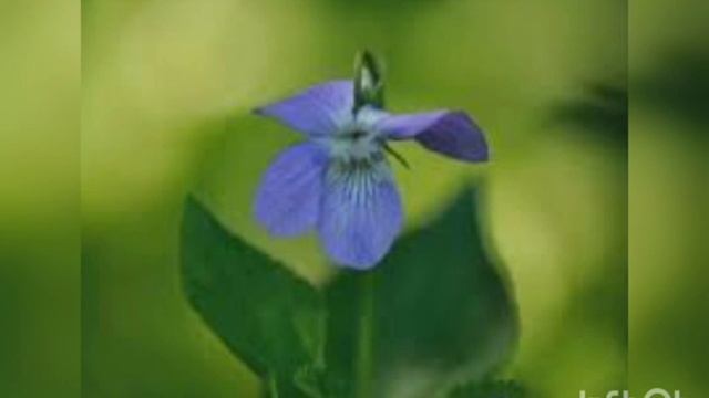 Фіалка та бджілка